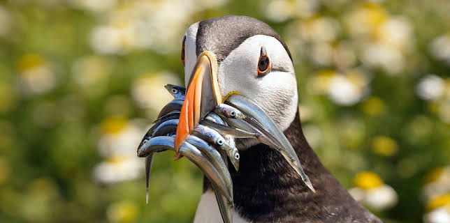 16:30: Erlebnis Erde: Wales, Wilder Westen Großbritanniens - Stürmische Herbst-Gefahren | WDR Fernsehen | 11/16 2025