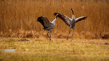 02:40: Vögel des Glücks - Kranichtreffen in Mitteldeutschland | RBB Fernsehen | 4/22 2026