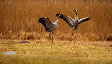 Vögel des Glücks - Kranichtreffen in Mitteldeutschland