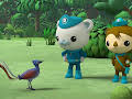 Octonauts: Above & Beyond