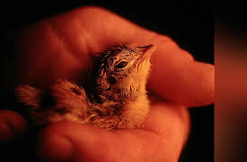 Fundamentals of Photography: Light I--Found or Ambient Light