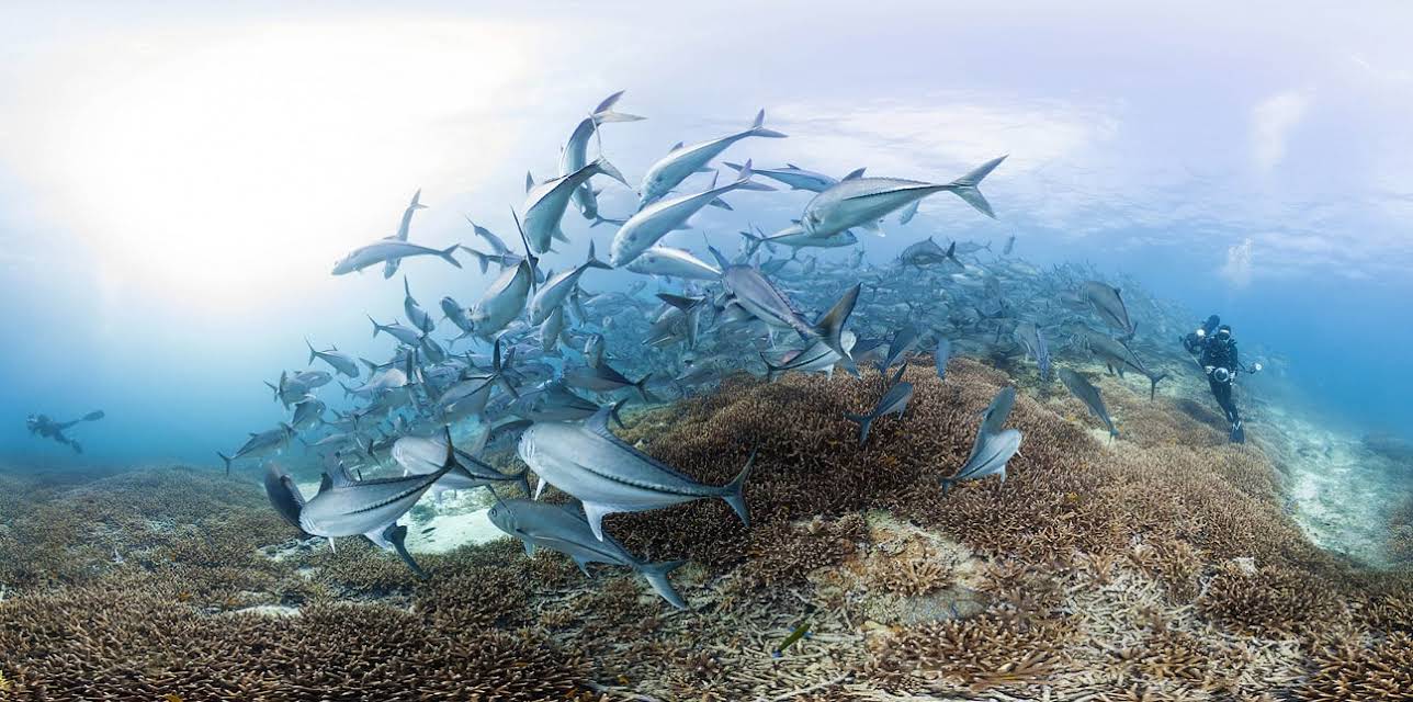 Chasing Coral (2017)