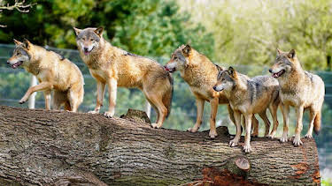 9:30 AM: Animal Park | BBC One | 4/9 2026