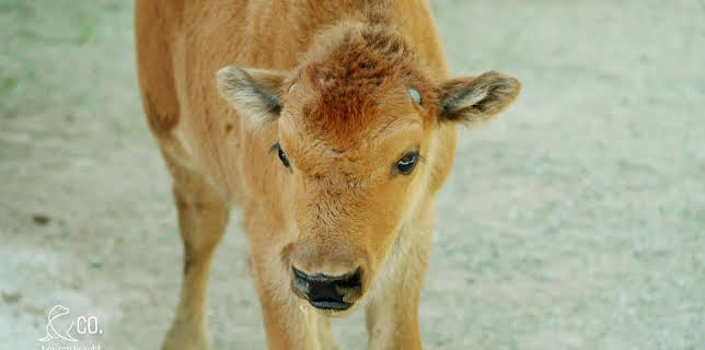 17:10: Seelöwe & Co. - tierisch beliebt (13) | NDR Fernsehen | 1/19 2026