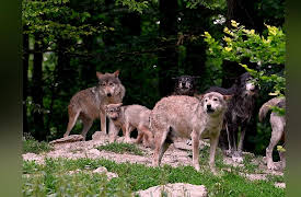 Wild Assassins: Tundra