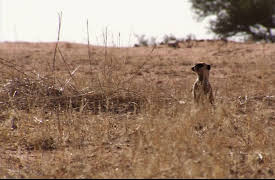 Meerkat Manor The Next Generation: The Family Way