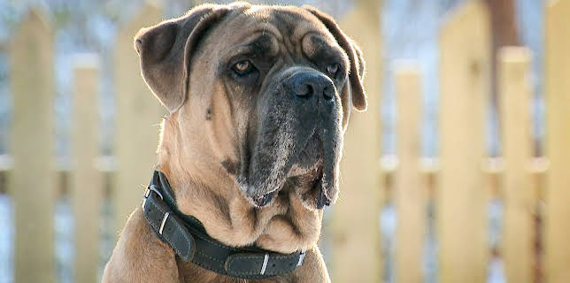 16:05: Tierisch tierisch | RBB Fernsehen | 1/24 2026