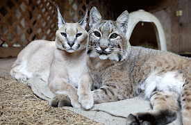 Usannsynlige dyrevenner: Hello Kitty