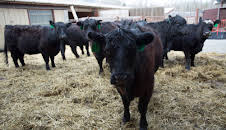 Dr. Dee: Alaska Vet (S2 E3)