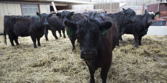 08:30: Dr. Dee: Alaska Vet (S2 E3) (S2) | Animal Planet | 1/10 2026