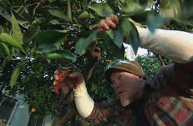 Yardcore: Urban Orchard