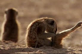 Meerkat Manor The Next Generation: All Manor Of Love