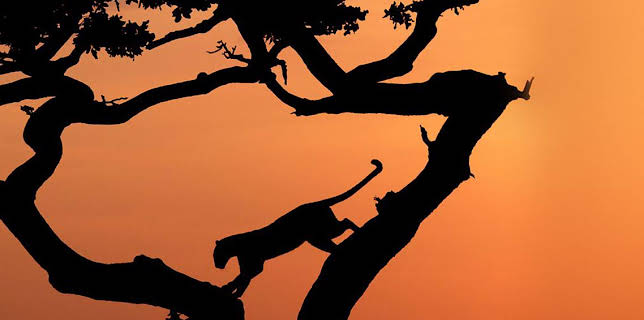 3:30 PM: Serengeti (S1) | BBC Two | 3/24 2026