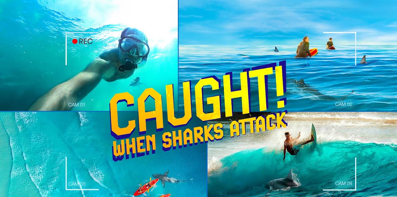 Caught! When Sharks Attack