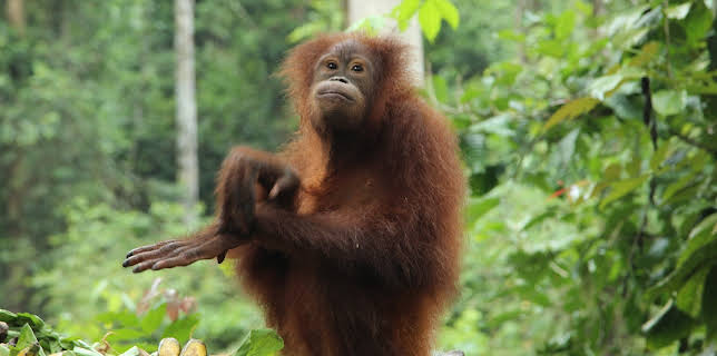 01:30: Meet The Orangutans (S1 E4) (S1) | Animal Planet | 11/30 2025
