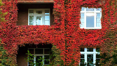 12:20: Schnittgut. Alles aus dem Garten | BR Fernsehen | 10/13 2026