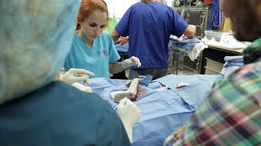 12:00 PM: Dr. Jeff: Rocky Mountain Vet (S2) | Discovery Channel | 6/13 2026