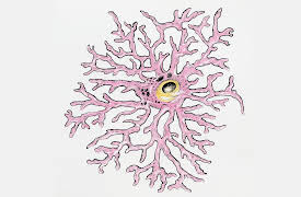 Understanding the Brain: Central Nervous System—Cellular Organization