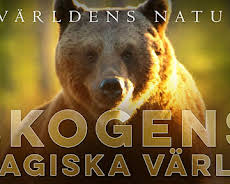 Världens natur: Skogens magiska värld