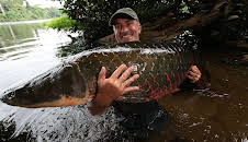 Giganten unter Wasser - Riesenfischen auf der Spur