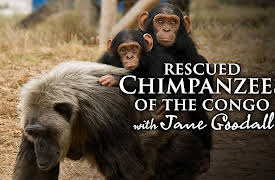 Rescued Chimpanzees of the Congo with Jane Goodall: New Arrivals