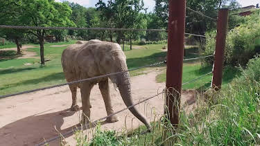 05:50: Giraffe, Erdmännchen & Co. (213) | HR Fernsehen | 4/14 2026