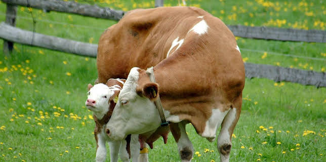 13:15: Der Bauer und das liebe Vieh | 3SAT | 3/1 2026