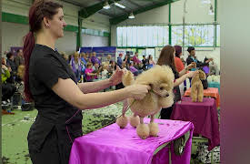 The Dog Hotel: Grooming Madness