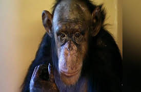 Monkey Life: Monkey Life  13