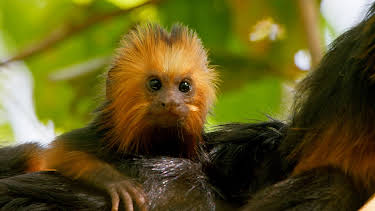 01:00: Små dyr, store reiser: Overleve | NRK 2 | 4/23 2026