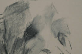 Artist of the Year: The Masterclass: Animal Portraiture