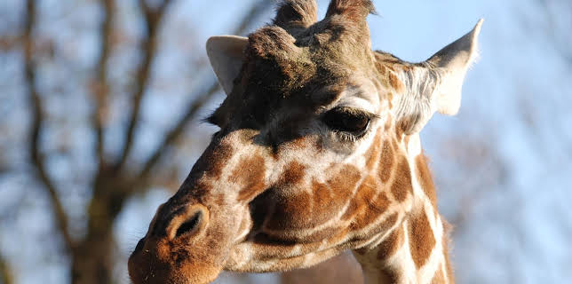 13:50: Neues aus dem Münchner Tierpark Hellabrunn (10) | WDR Fernsehen | 2/6 2026