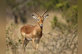 Africa's Wild Wonders: Antelope - Impala