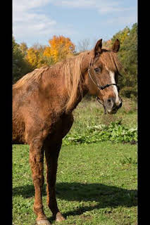 21:40: El increíble doctor Pol: Rasguños de gato | Nat Geo Wild | 12/12 2025