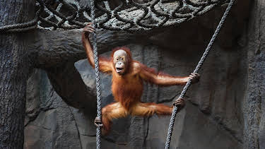 05:55: Giraffe, Erdmännchen & Co. (216) | HR Fernsehen | 4/17 2026