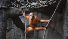 Giraffe, Erdmännchen & Co. (216)