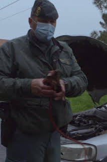 04:54: Seprona en acción: Episodio 9 | Discovery Max | 4/8 2026