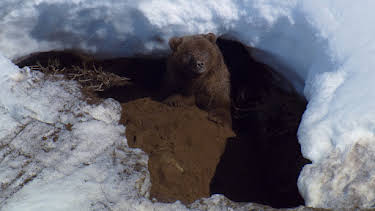 6:00 PM: Planet Earth (S2 E2) (S2) | Yesterday | 12/29 2025