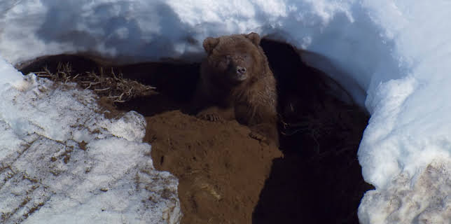 5:00 PM: Planet Earth (S2 E2) (S2) | Yesterday | 11/23 2025