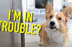 Topi the Corgi: Holiday Lazinezzz