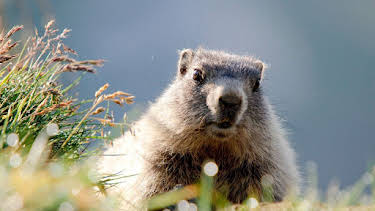 20:15: Wildes Bayern | SWR Fernsehen BW | 4/12 2026