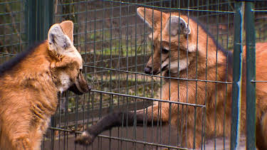 14:25: Elefant, Tiger & Co. | MDR Fernsehen | 4/13 2026