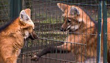 Elefant, Tiger & Co.