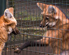 Elefant, Tiger & Co.