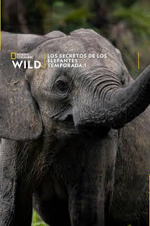 05:35: Los secretos de los elefantes: La selva | Nat Geo Wild | 3/12 2026