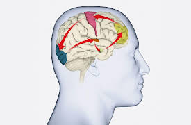 Understanding the Brain: The Motor System—Voluntary Movement