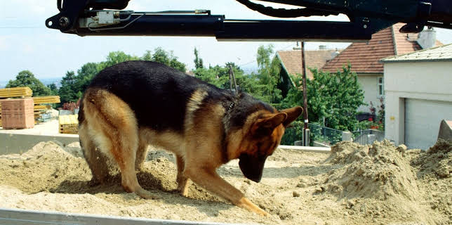 16:30: Kommissar Rex | Sat1 Gold | 12/24 2025