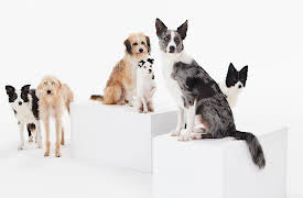 Cat and Dog Tales: Season 1: Dog Tales