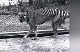Monster Favorites: Tasmanian Tiger