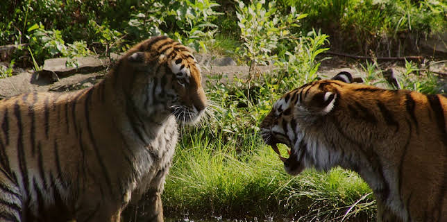 06:30: Dyrepasserne | TV 2 | 11/11 2025